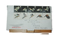 Envelope with Birds of Prey Stamps January 1, 2003 UK First Day Cover Stamps